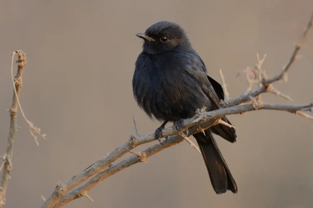 Square-tailed Drongos Image 