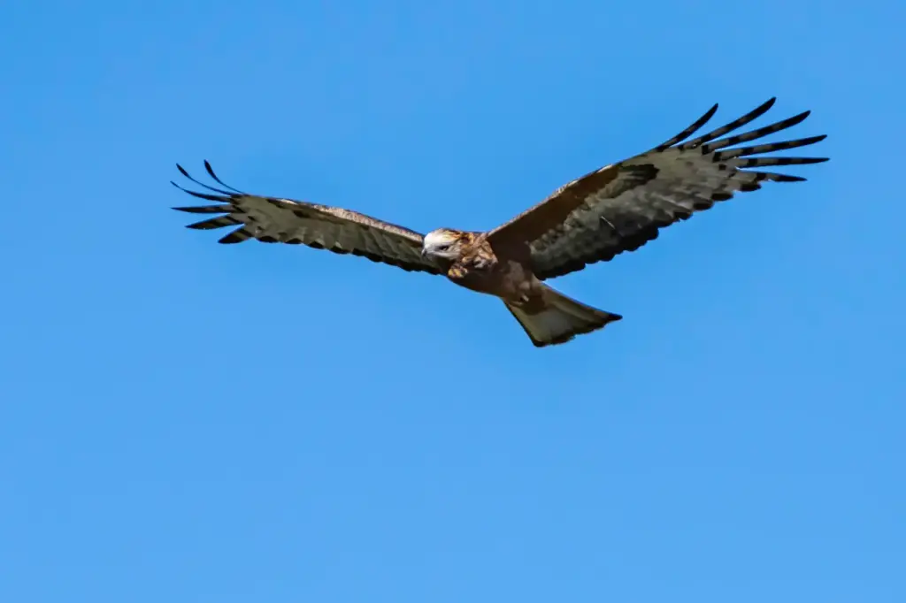 Square-tailed Kite Flying in the Blue Sky