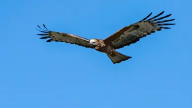 Square-tailed Kite Flying in the Blue Sky