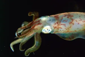 Squid Anatomy Close Up
