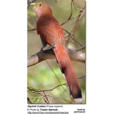 Squirrel Cuckoo from back