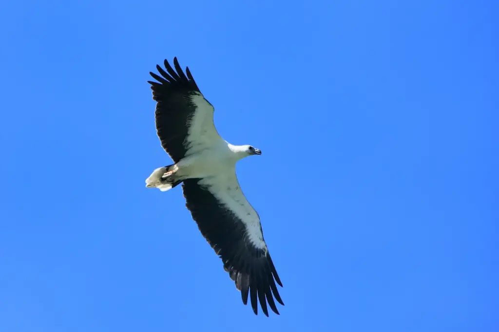 White-bellied Sea Eagle Flying Sri Lanka Birds of Prey 