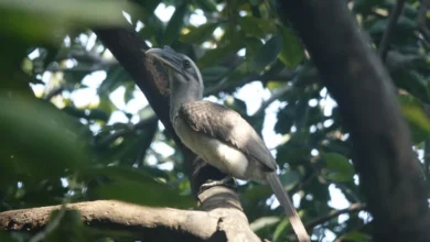 Sri Lanka Ceylon Grey Hornbill