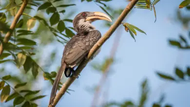 Sri Lanka Ceylon Grey Hornbill (Ocyceros gingalensis)