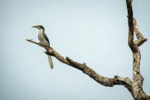Sri Lanka Ceylon Grey Hornbill (Ocyceros gingalensis) On Dead Tree