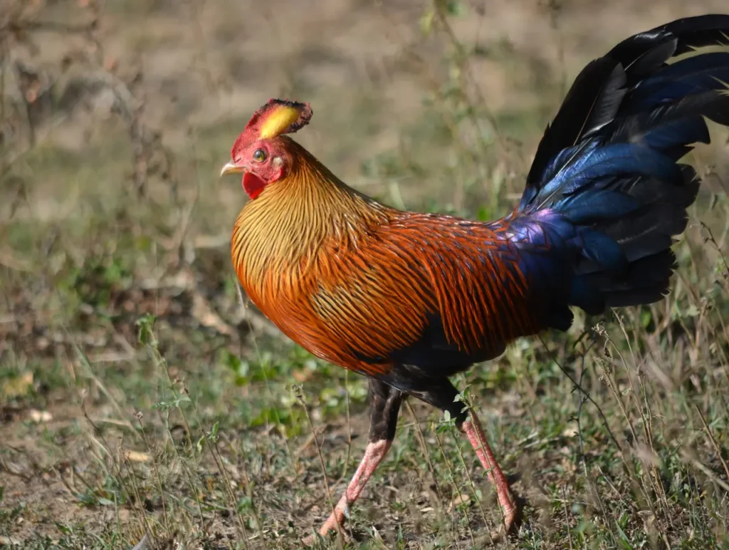 Sri Lanka Junglefowl