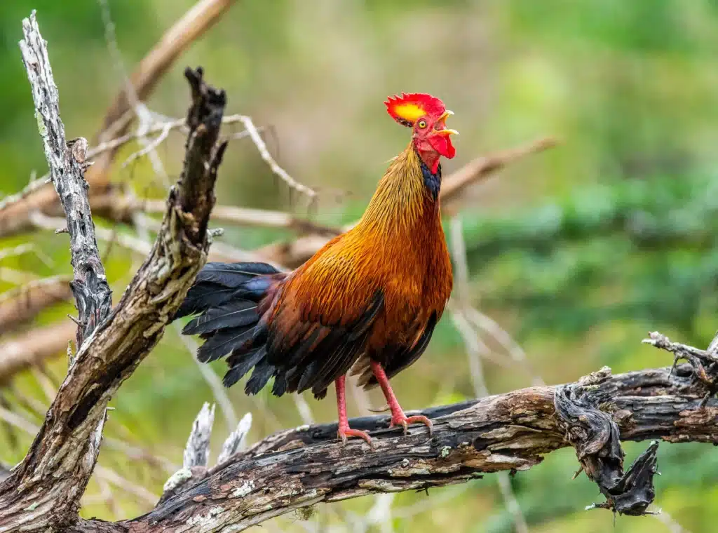 Sri Lanka Junglefowl is Standing on a Log