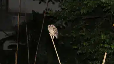 Sri Lanka Owls Perched on a Thorn