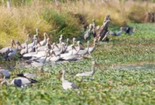 Sri Lanka Waterbirds