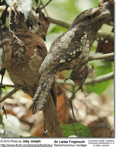 Sri Lanka Frogmouth, Batrachostomus moniliger