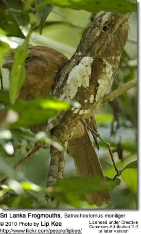 Sri Lanka Frogmouth, Batrachostomus moniliger