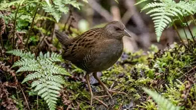 St. Helena Crake (Porzana astrictocarpus)