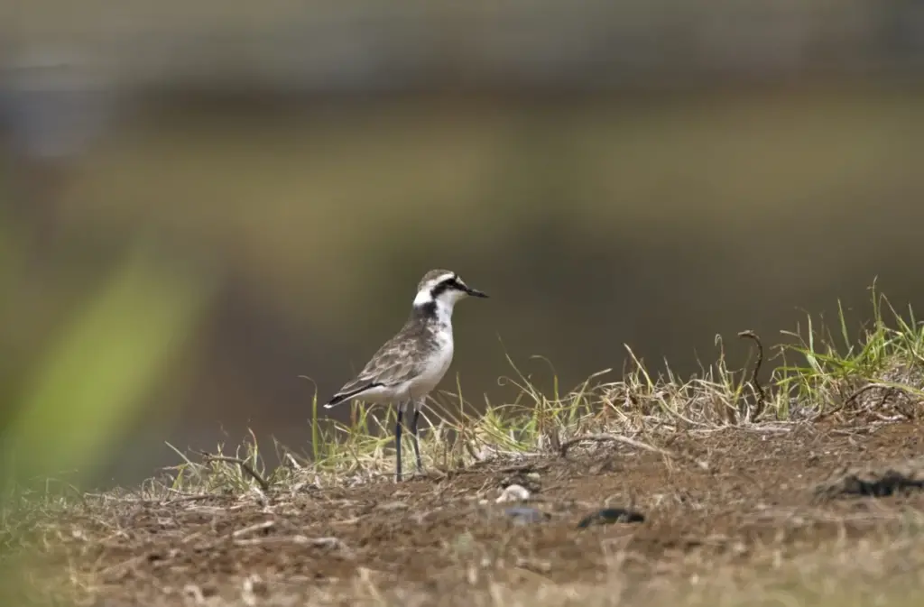 St. Helena Plovers on the Ground
