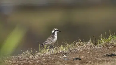 St. Helena Plovers on the Ground