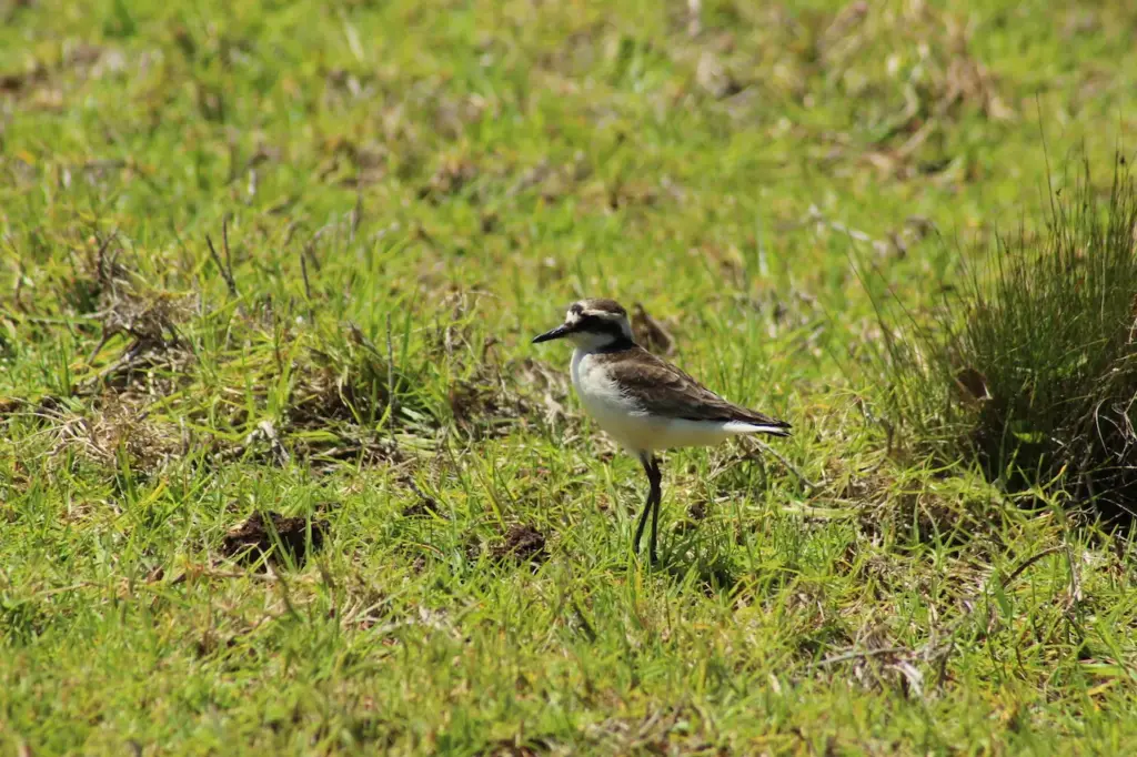 St. Helena Plovers on the Grass 