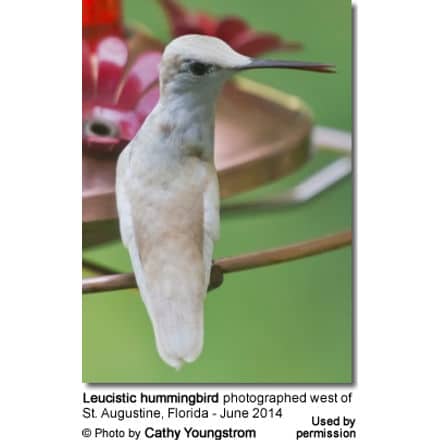 White hummingbird near St. Augustine, FL
