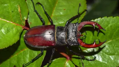 Stag Beetles in a Leaves
