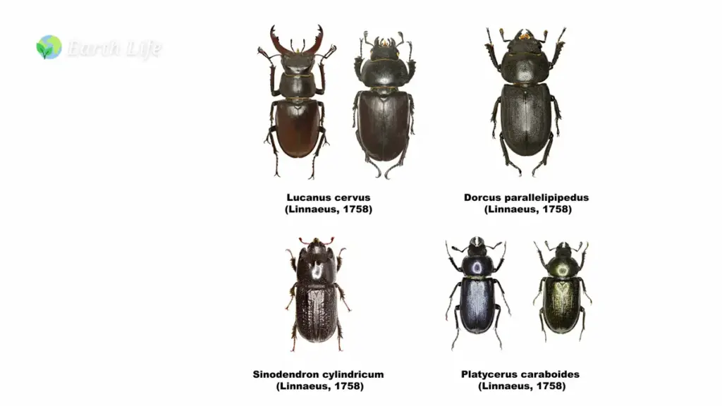 Stag Beetles (Lucanidae) Of Europe