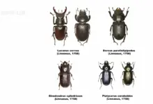 Stag Beetles (Lucanidae) Of Europe