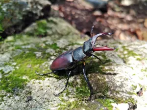 Stag Beetles (Lucanidae) On Forest Floor