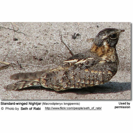 Standard-winged Nightjar (Macrodipteryx longipennis)