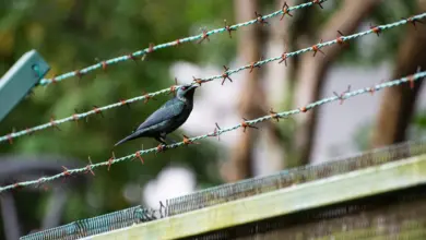 The Starling Species Perched On A Metal Wire