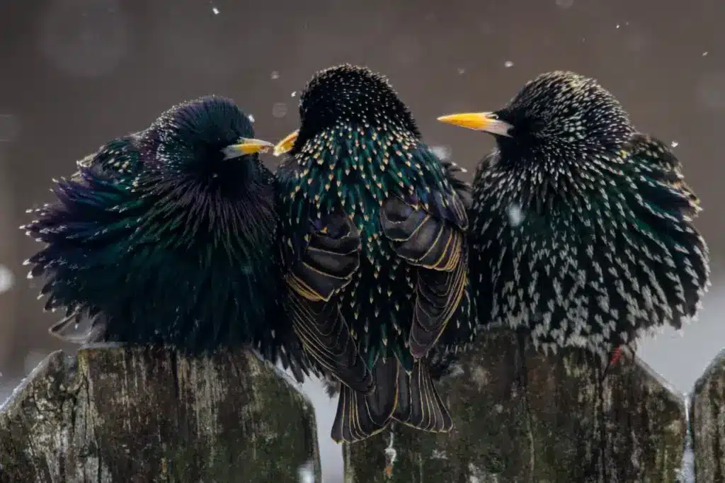 Three European starlings trying to stay warm while perched on a fence.