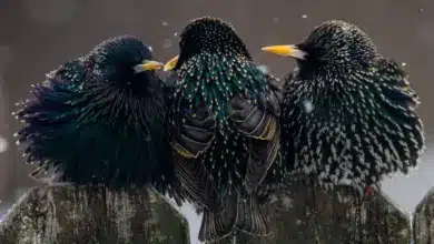Three European starlings trying to stay warm while perched on a fence.