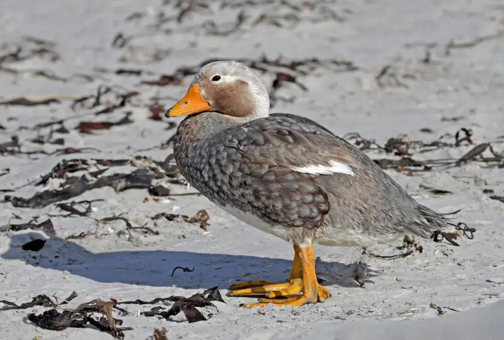 A Steamer Ducks On White Sand