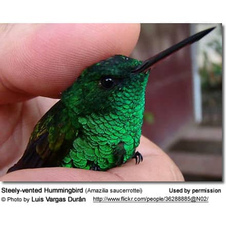 Steely-vented Hummingbird (Amazilia saucerrottei)