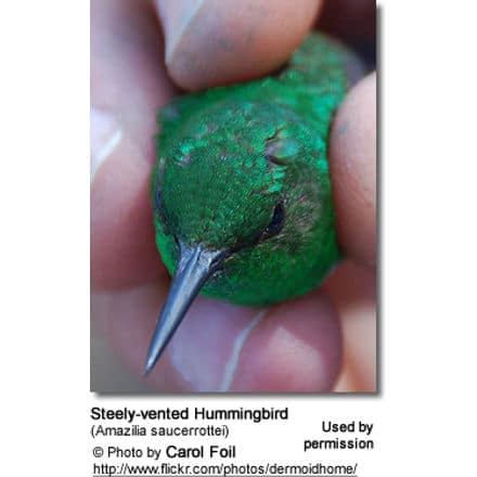 Steel-vented Hummingbird