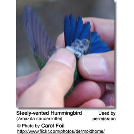Steely-vented Hummingbird (Amazilia saucerrottei)