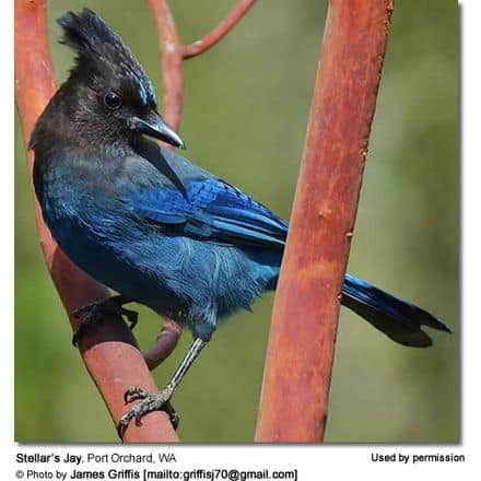 A Steller's Jay, characterized by its vivid blue body and dark head crest, is perched on a rust-colored branch. The background is blurred greenery. Text at the bottom credits the photo to James Griffis and provides his email. These vibrant Steller’s Jays bring life to any forest scene.