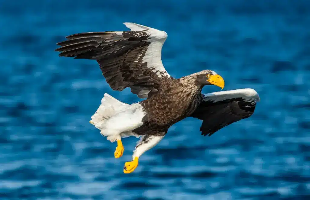 Steller's Sea Eagles is on Flight
