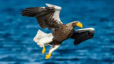 Steller's Sea Eagles is on Flight
