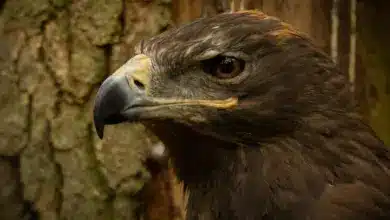 A Close Up Of Steppe Eagle