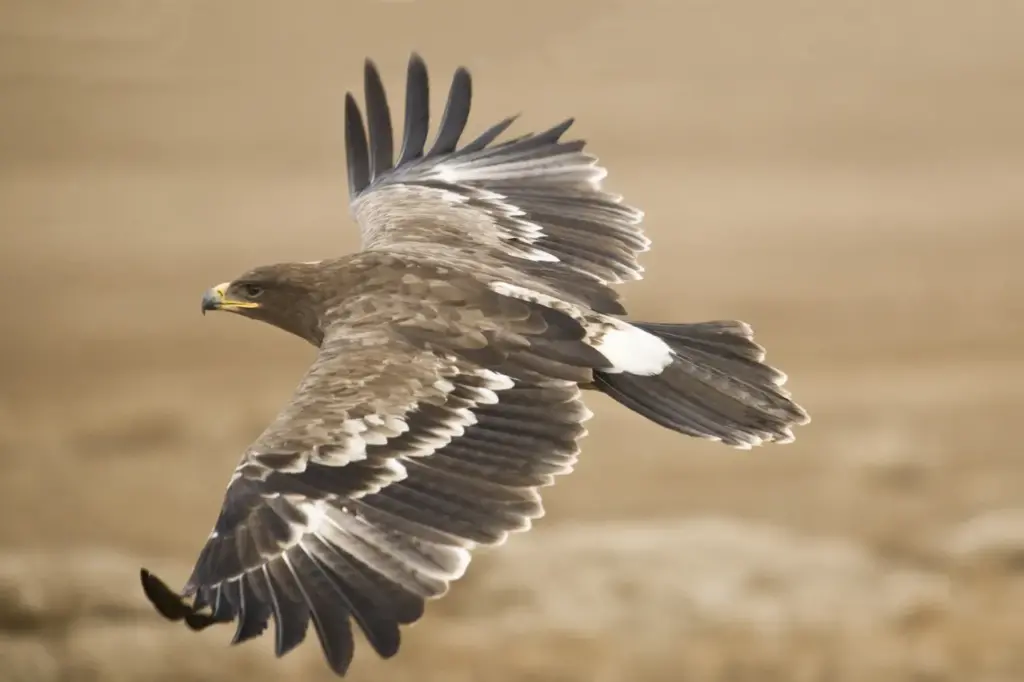 An Eagle Flying Steppe Eagles 