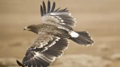 An Eagle Flying Steppe Eagles