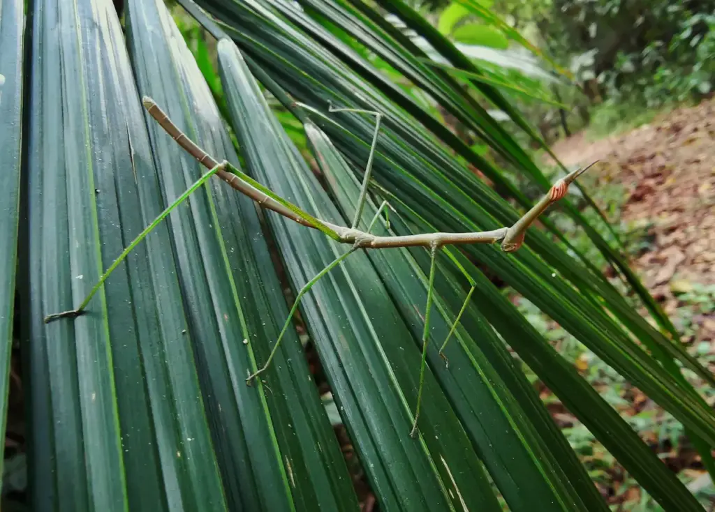 Stick Insect on Leaf 
