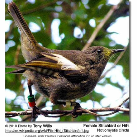 New Zealand female Stitchbird on Wrights Hill, Wellington, adjacent to Karori Wildlife Sanctuary.