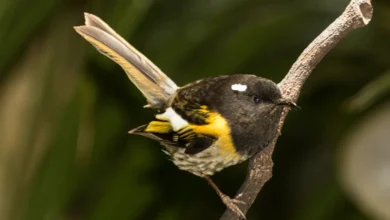 Stitchbirds on the Thorn Tree