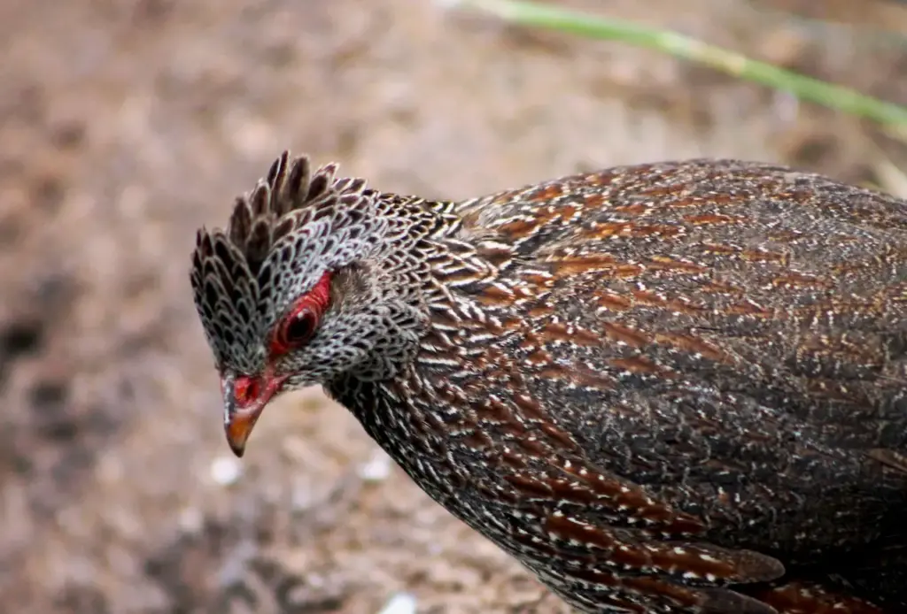 Close up of Stone Partridges