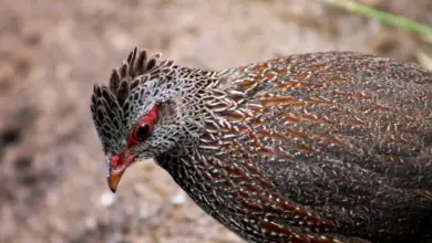 Close up of Stone Partridges