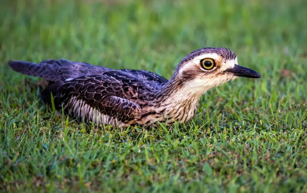 A Stone-curlew Sitting On The Grass
