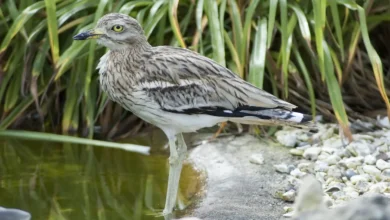 Stone-curlews
