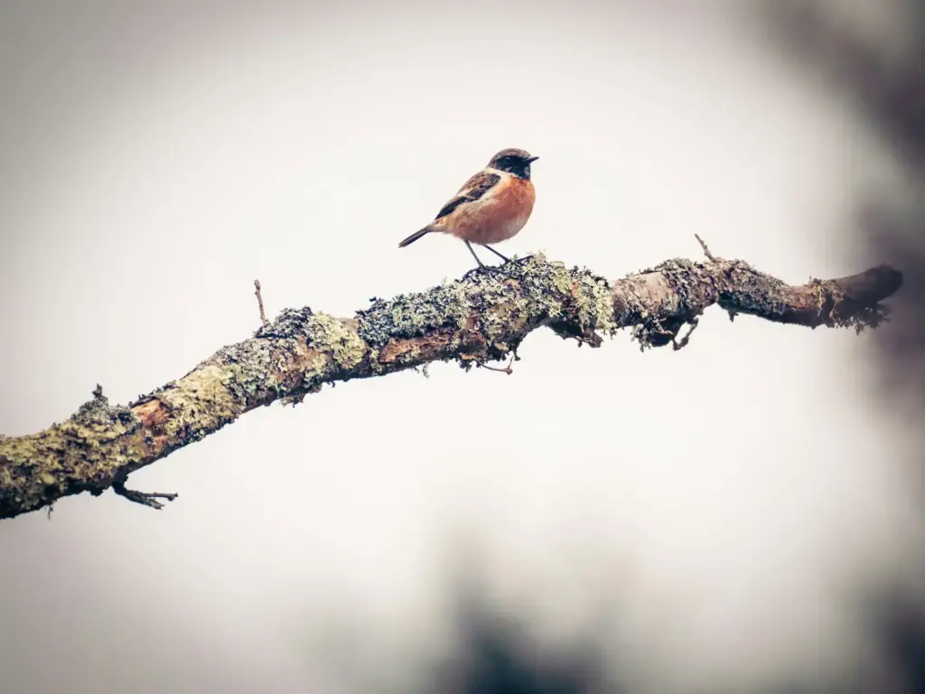 A Stonechats Perched on a Branch 