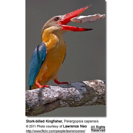 Stork-billed Kingfisher, Pelargopsis capensis