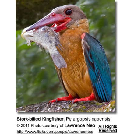 Stork-billed Kingfishe