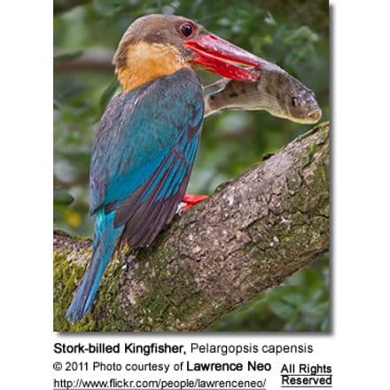 Stork-billed Kingfisher, Pelargopsis capensis
