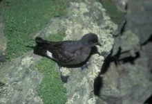 Storm Petrels
